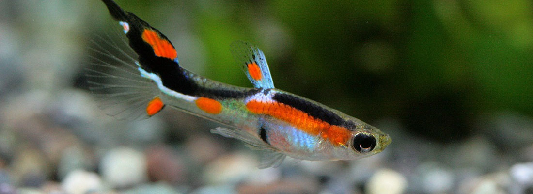 hosokawa-Alimento para peces y harina de pescado-2