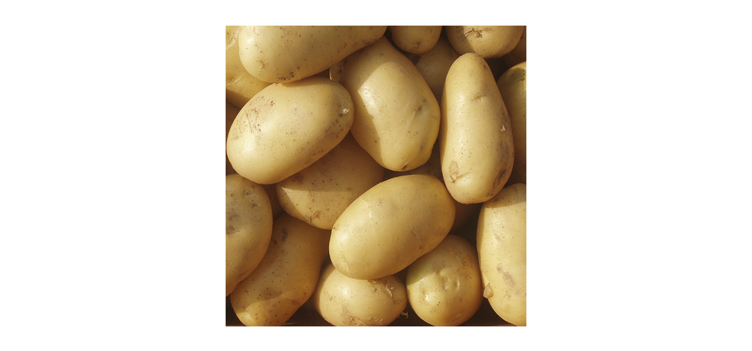 hosokawa-Almid&oacute;n-30000000