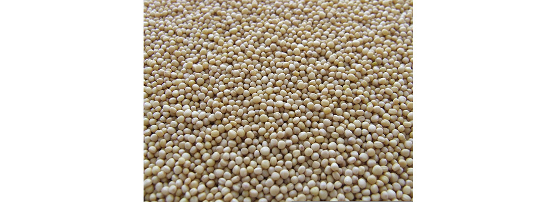 hosokawa-&iquest;C&oacute;mo procesar semillas de mostaza?-1