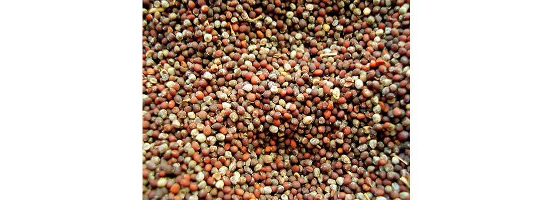 hosokawa-&iquest;C&oacute;mo procesar semillas de mostaza?-2