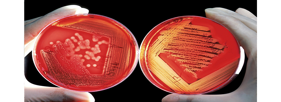 hosokawa-Medios de cultivo celular-1