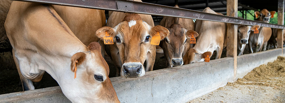 hosokawa-Procesamiento de alimento para animales - Animal feed-1