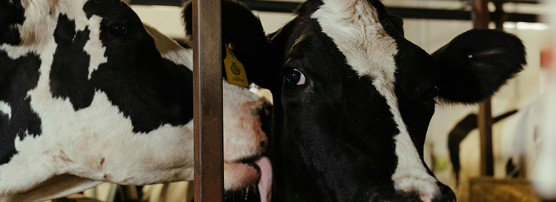 hosokawa-Procesamiento de alimento para animales - Animal feed-2