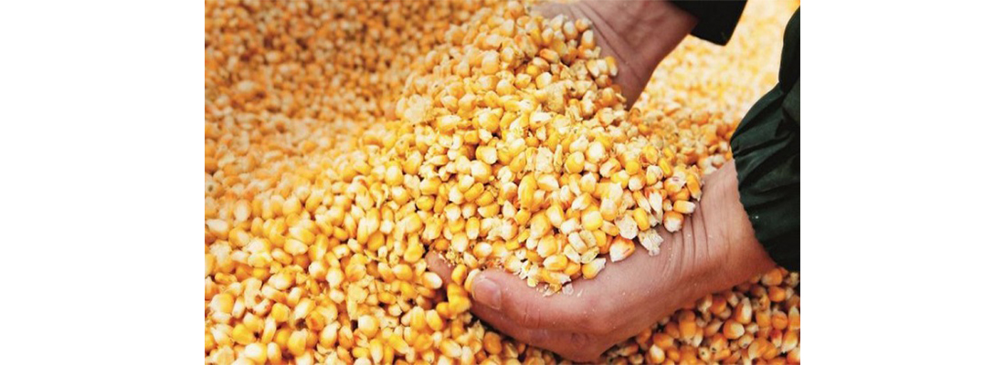 hosokawa-Procesamiento de Maiz-18000000