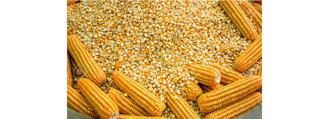 hosokawa-Procesamiento de Maiz-47000000