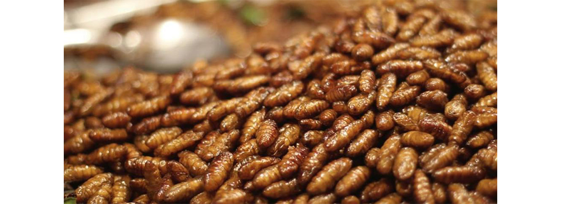 hosokawa-Procesamiento de Prote&iacute;na-1