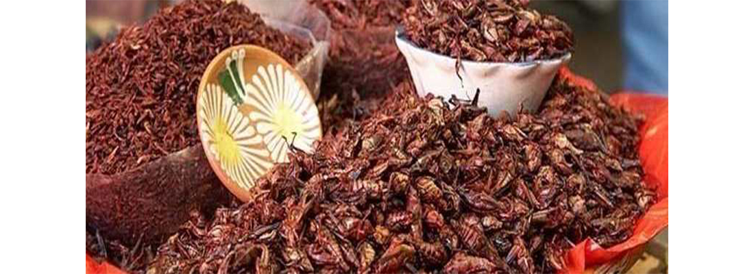 hosokawa-Procesamiento de Prote&iacute;na-19000000