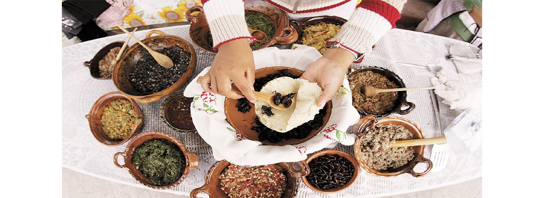 hosokawa-Procesamiento de Prote&iacute;na-38000000