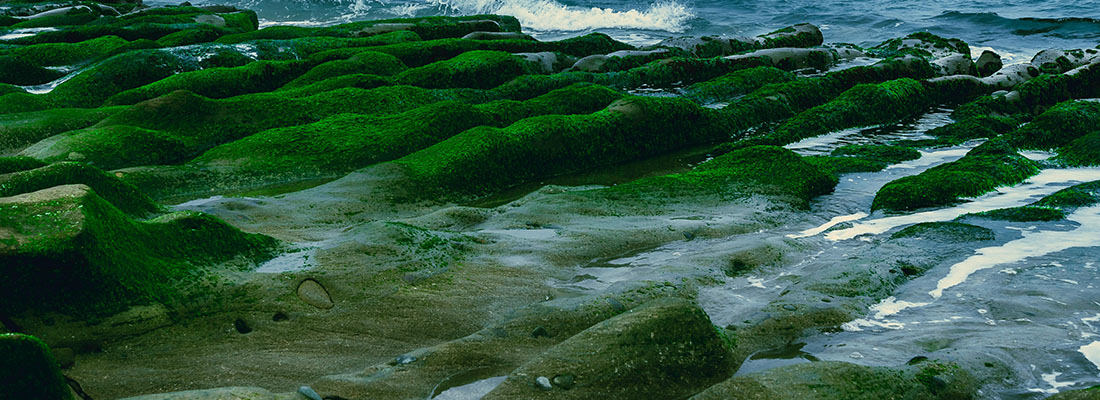 hosokawa-Sistemas de procesamiento para Algas Marinas-1