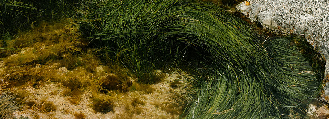 hosokawa-Sistemas de procesamiento para Algas Marinas-2