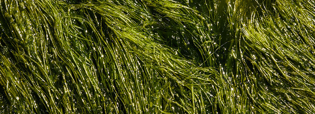 hosokawa-Sistemas de procesamiento para Algas Marinas-3